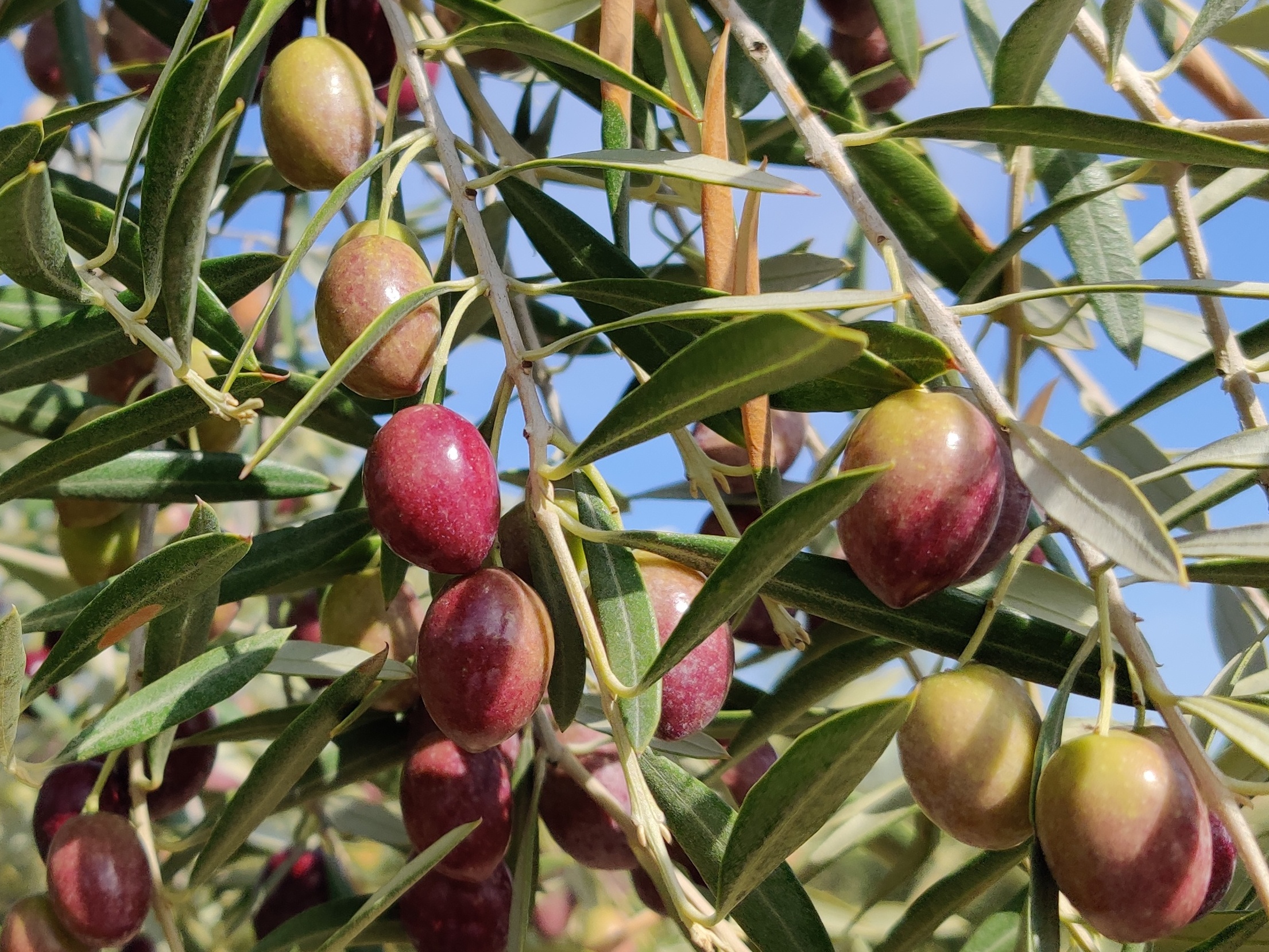 Rama de olivo con aceitunas en proceso de maduración en un olivar de la provincia de Jaén.
